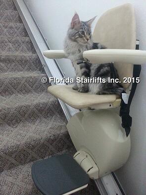 Maine Coon Cat rides stairlift